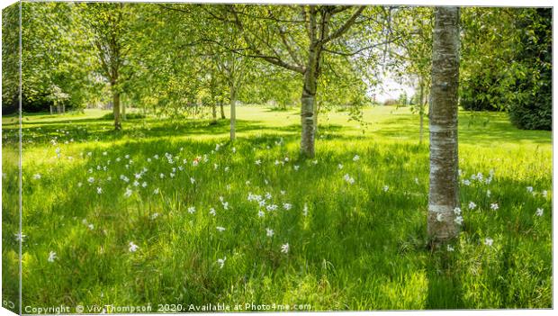 Blooms Amongst the Birches Canvas Print by Viv Thompson