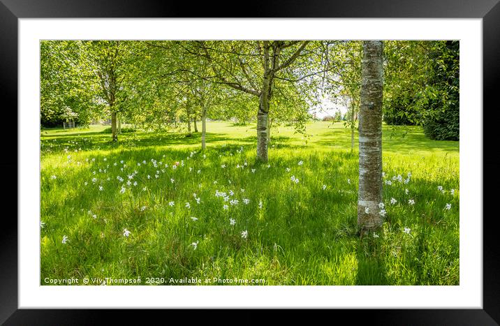 Blooms Amongst the Birches Framed Mounted Print by Viv Thompson