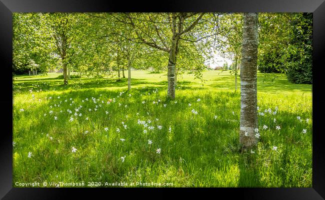 Blooms Amongst the Birches Framed Print by Viv Thompson