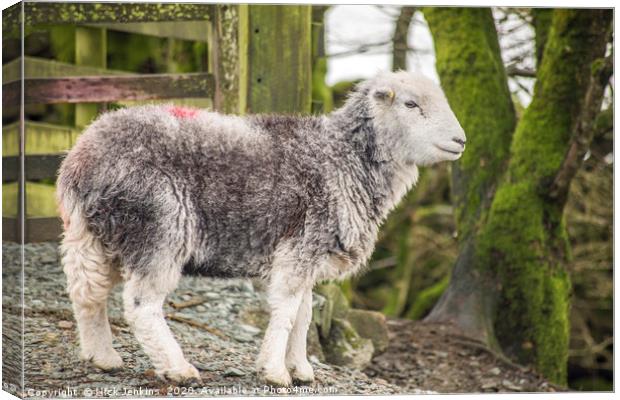 Herdwick Sheep Elterwater Lake District Cumbria Canvas Print by Nick Jenkins