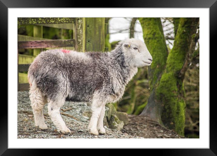 Herdwick Sheep Elterwater Lake District Cumbria Framed Mounted Print by Nick Jenkins