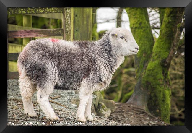 Herdwick Sheep Elterwater Lake District Cumbria Framed Print by Nick Jenkins
