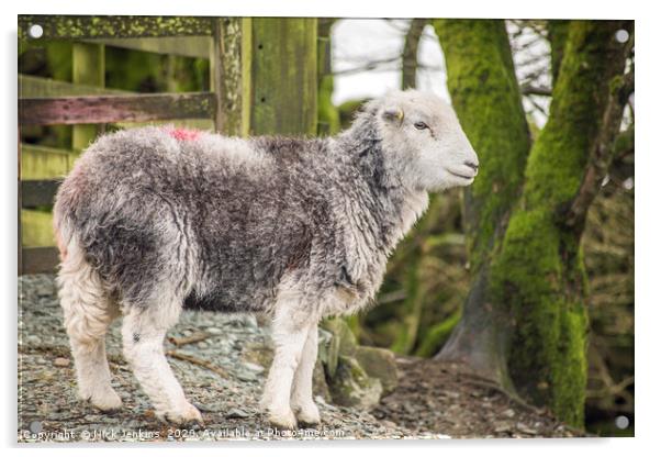 Herdwick Sheep Elterwater Lake District Cumbria Acrylic by Nick Jenkins