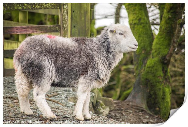 Herdwick Sheep Elterwater Lake District Cumbria Print by Nick Jenkins
