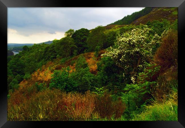 Glen Trool 2 Framed Print by Steven Watson