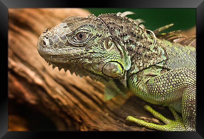 Green Iguana Framed Print by Keith Thorburn EFIAP/b