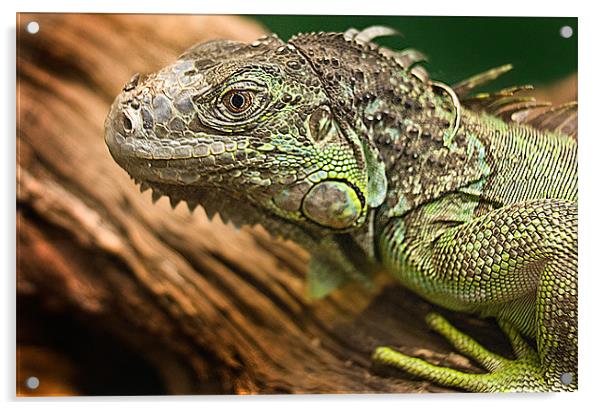 Green Iguana Acrylic by Keith Thorburn EFIAP/b