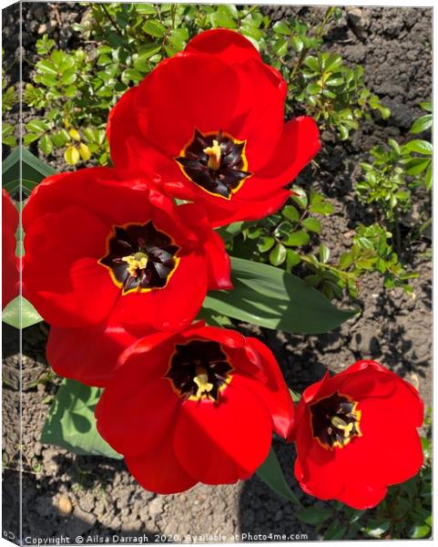 Red Tulips in the Park Canvas Print by Ailsa Darragh