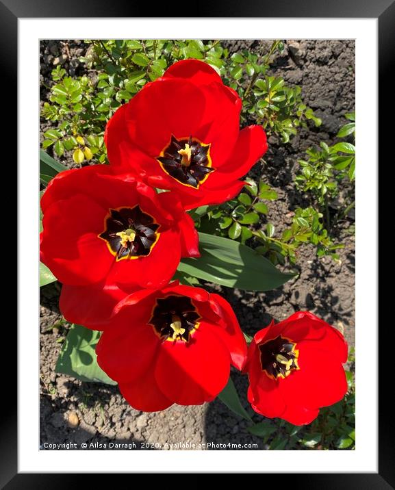 Red Tulips in the Park Framed Mounted Print by Ailsa Darragh