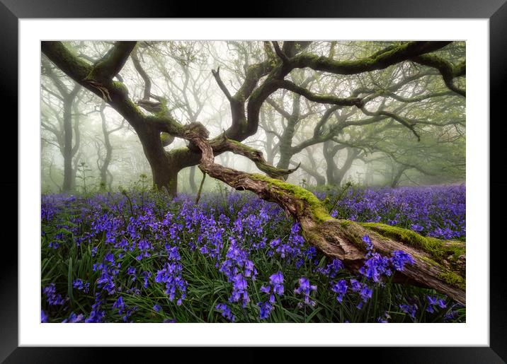 Lost Wonder Framed Mounted Print by Chris Frost