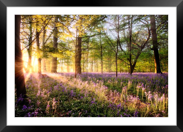Amazing sunrise through Norfolk bluebell woodland Framed Mounted Print by Simon Bratt LRPS