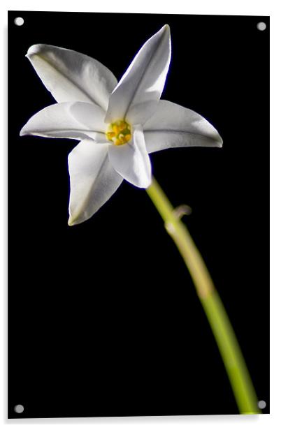White Flower Acrylic by Sam Smith