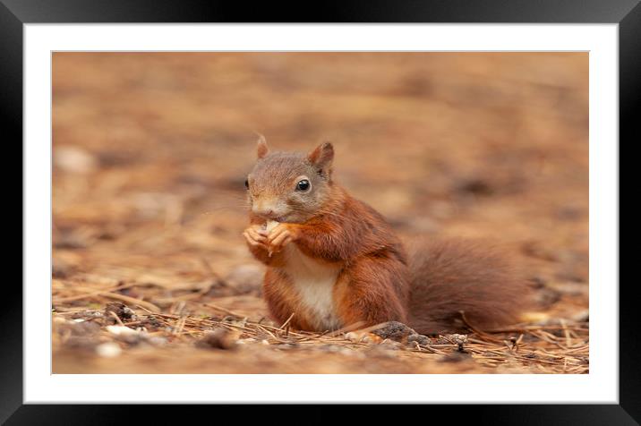 Red Squirrel Eating at Formby Beach, Meseryside Framed Mounted Print by Jonathan Thirkell
