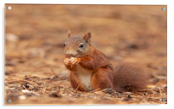 Red Squirrel Eating at Formby Beach, Meseryside Acrylic by Jonathan Thirkell