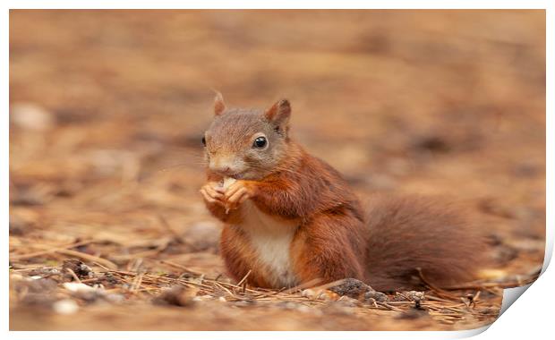 Red Squirrel Eating at Formby Beach, Meseryside Print by Jonathan Thirkell