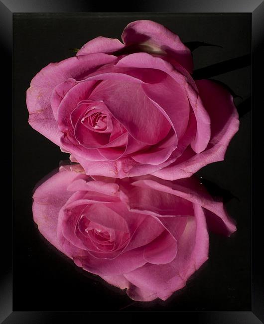 Pink Rose Framed Print by Sam Smith