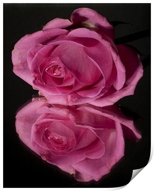 Pink Rose Print by Sam Smith