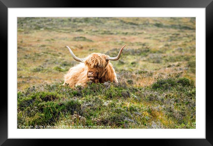 Highland Cow near Elgol on Skye Framed Mounted Print by Nick Jenkins