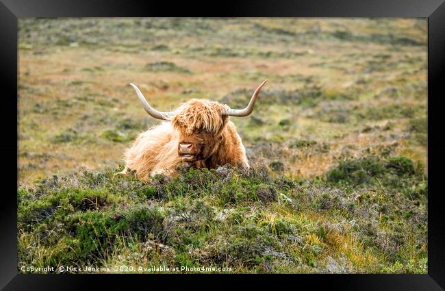 Highland Cow near Elgol on Skye Framed Print by Nick Jenkins