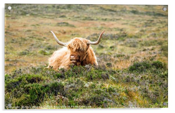 Highland Cow near Elgol on Skye Acrylic by Nick Jenkins