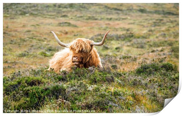 Highland Cow near Elgol on Skye Print by Nick Jenkins