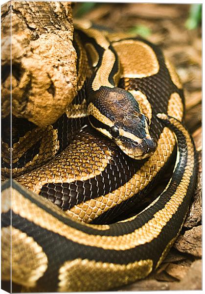 Ball Python Snake Canvas Print by Keith Thorburn EFIAP/b