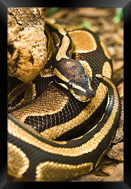 Ball Python Snake Framed Print by Keith Thorburn EFIAP/b