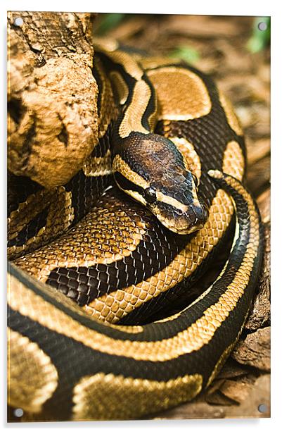 Ball Python Snake Acrylic by Keith Thorburn EFIAP/b