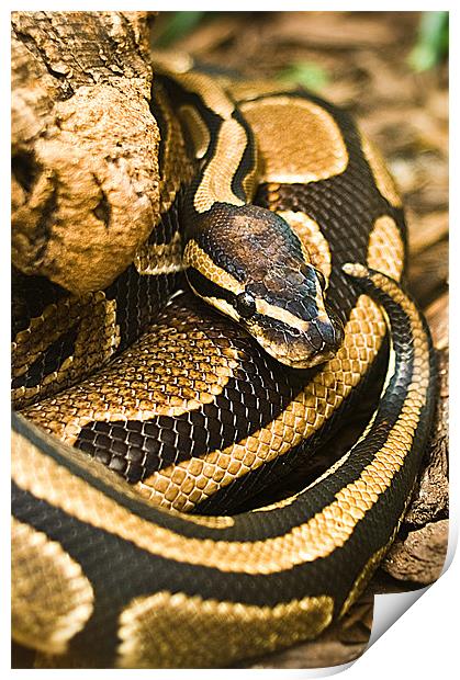 Ball Python Snake Print by Keith Thorburn EFIAP/b