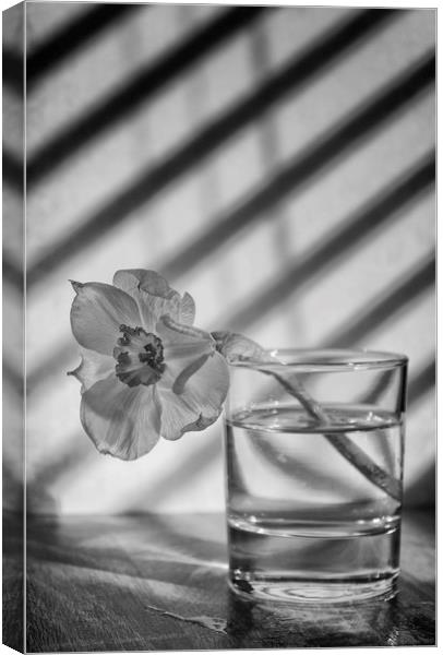 Daffodil in a glass of water Canvas Print by Jonathan Thirkell