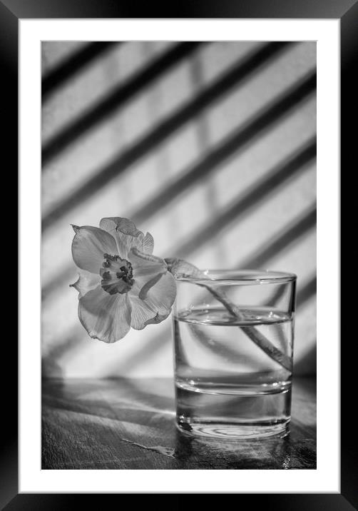Daffodil in a glass of water Framed Mounted Print by Jonathan Thirkell