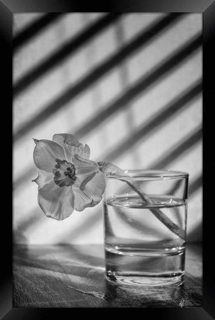 Daffodil in a glass of water Framed Print by Jonathan Thirkell