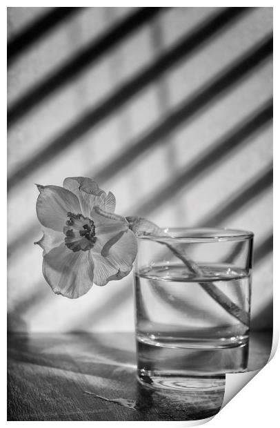 Daffodil in a glass of water Print by Jonathan Thirkell
