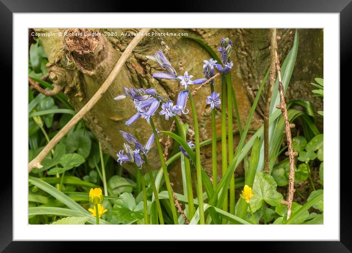 First Bluebells of the Season Framed Mounted Print by Richard Laidler