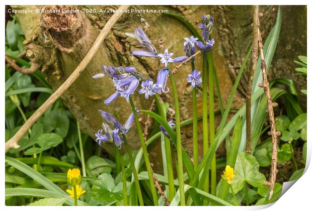 First Bluebells of the Season Print by Richard Laidler
