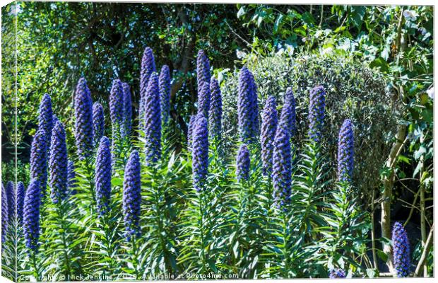 Echium Candicans Tall Blue Flowers Scilly Isles Canvas Print by Nick Jenkins