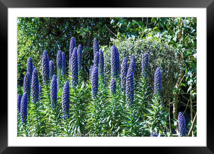 Echium Candicans Tall Blue Flowers Scilly Isles Framed Mounted Print by Nick Jenkins