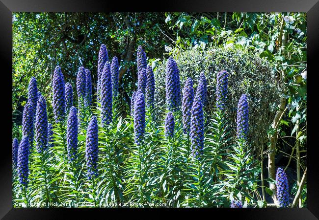 Echium Candicans Tall Blue Flowers Scilly Isles Framed Print by Nick Jenkins