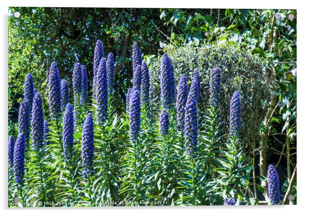 Echium Candicans Tall Blue Flowers Scilly Isles Acrylic by Nick Jenkins