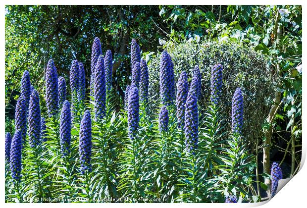 Echium Candicans Tall Blue Flowers Scilly Isles Print by Nick Jenkins