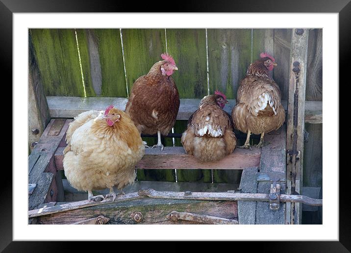 Chickens and Farmyard Machinery Framed Mounted Print by Dave Turner