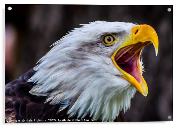Bald Eagle Acrylic by Niels Richards