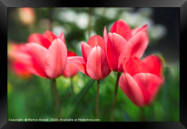 Pink Tulips Framed Print by Martyn Arnold