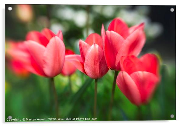 Pink Tulips Acrylic by Martyn Arnold