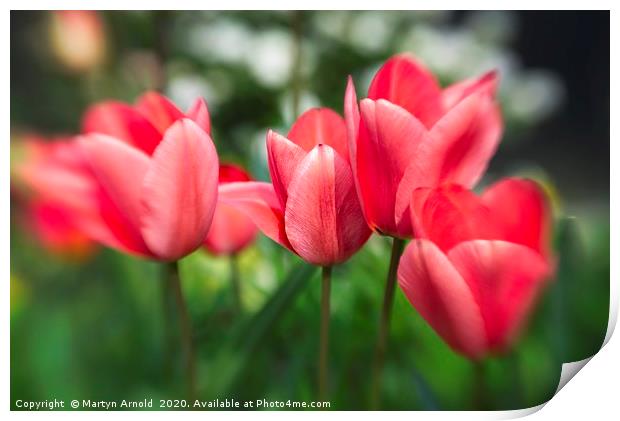 Pink Tulips Print by Martyn Arnold