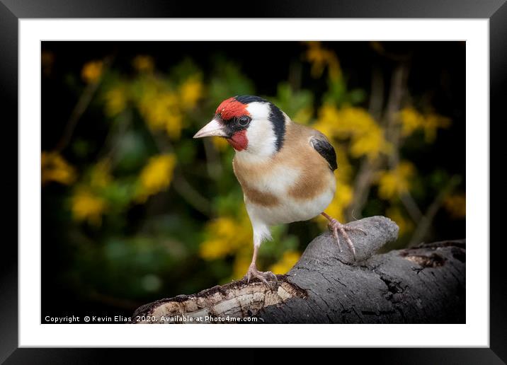 GOLDFINCH Framed Mounted Print by Kevin Elias
