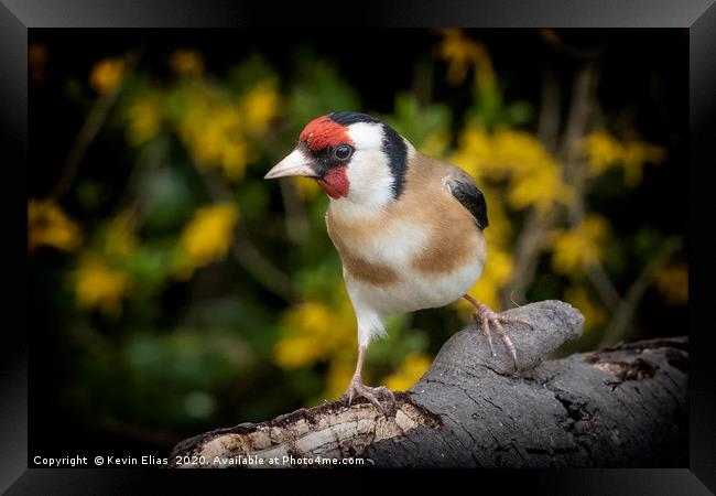 GOLDFINCH Framed Print by Kevin Elias