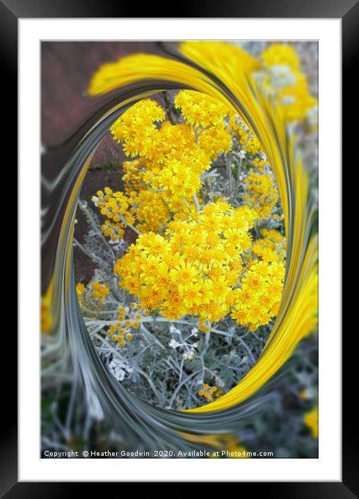 Yarrow Framed Mounted Print by Heather Goodwin