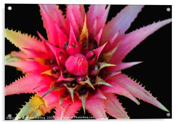 Tropical Bromeliad Acrylic by Shaun Carling