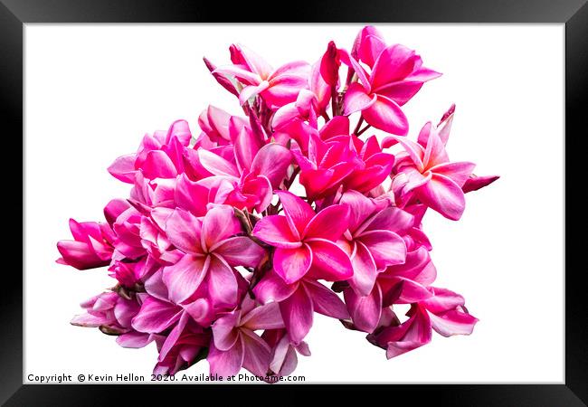 Beautiful Plumeria (frangipani) pink flower Framed Print by Kevin Hellon